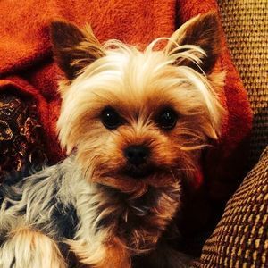 Meet your Posher, Lucy